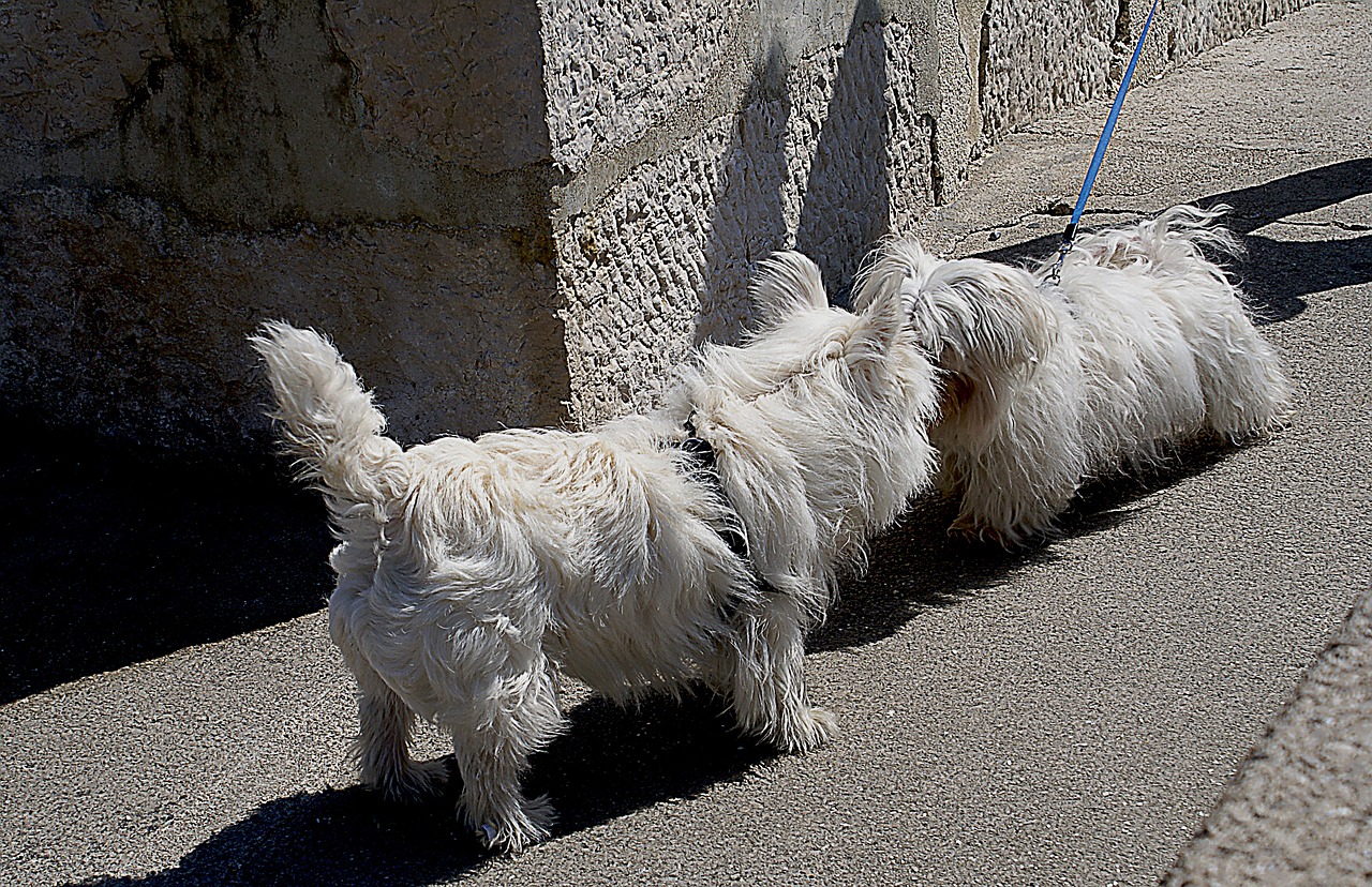 dogs small dogs maltese free photo