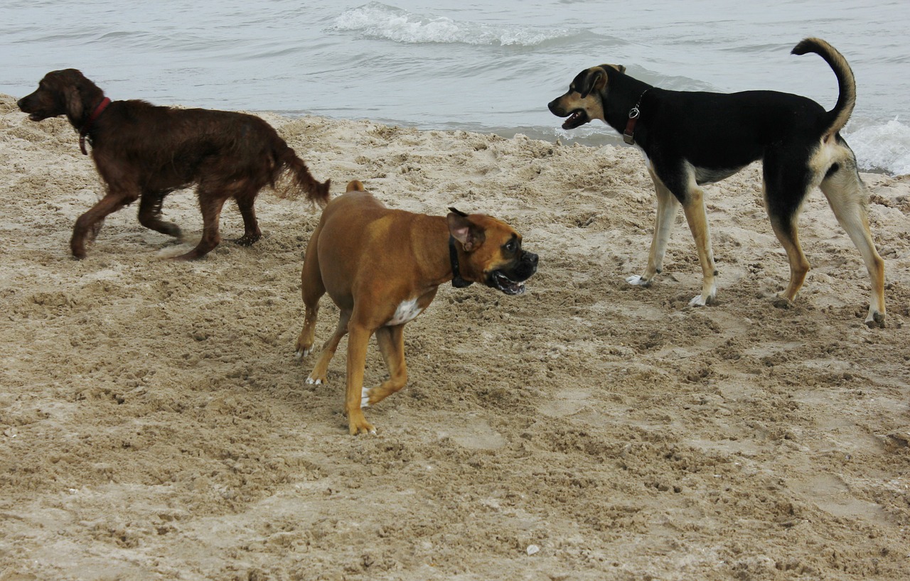 dogs beach pet free photo
