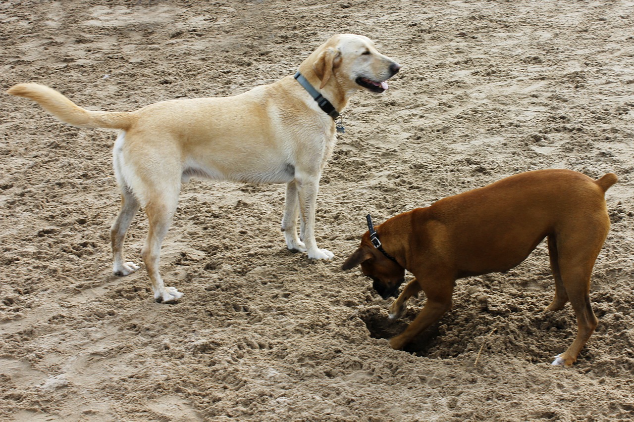 dogs sand dog free photo