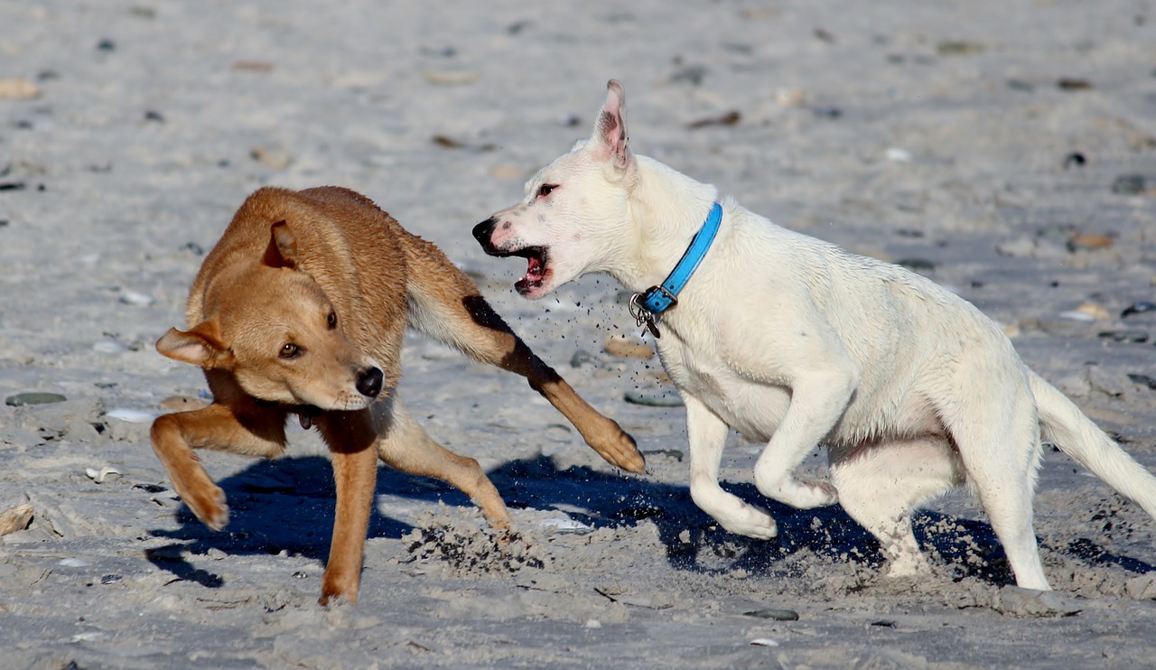 dogs beach romp free photo