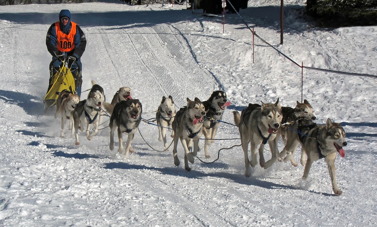 dogs race musher free photo