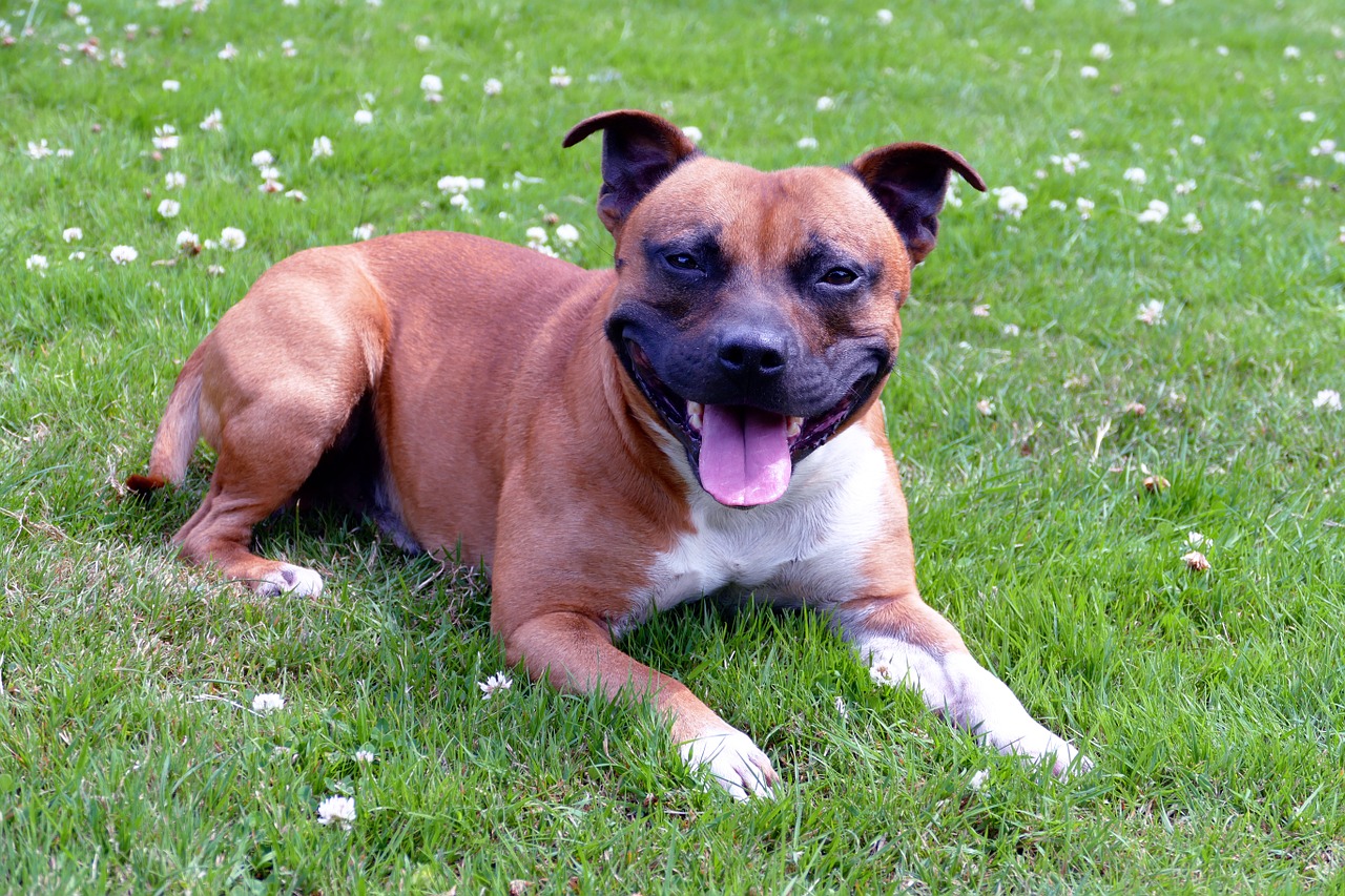 dogs staffordshire terrier free photo