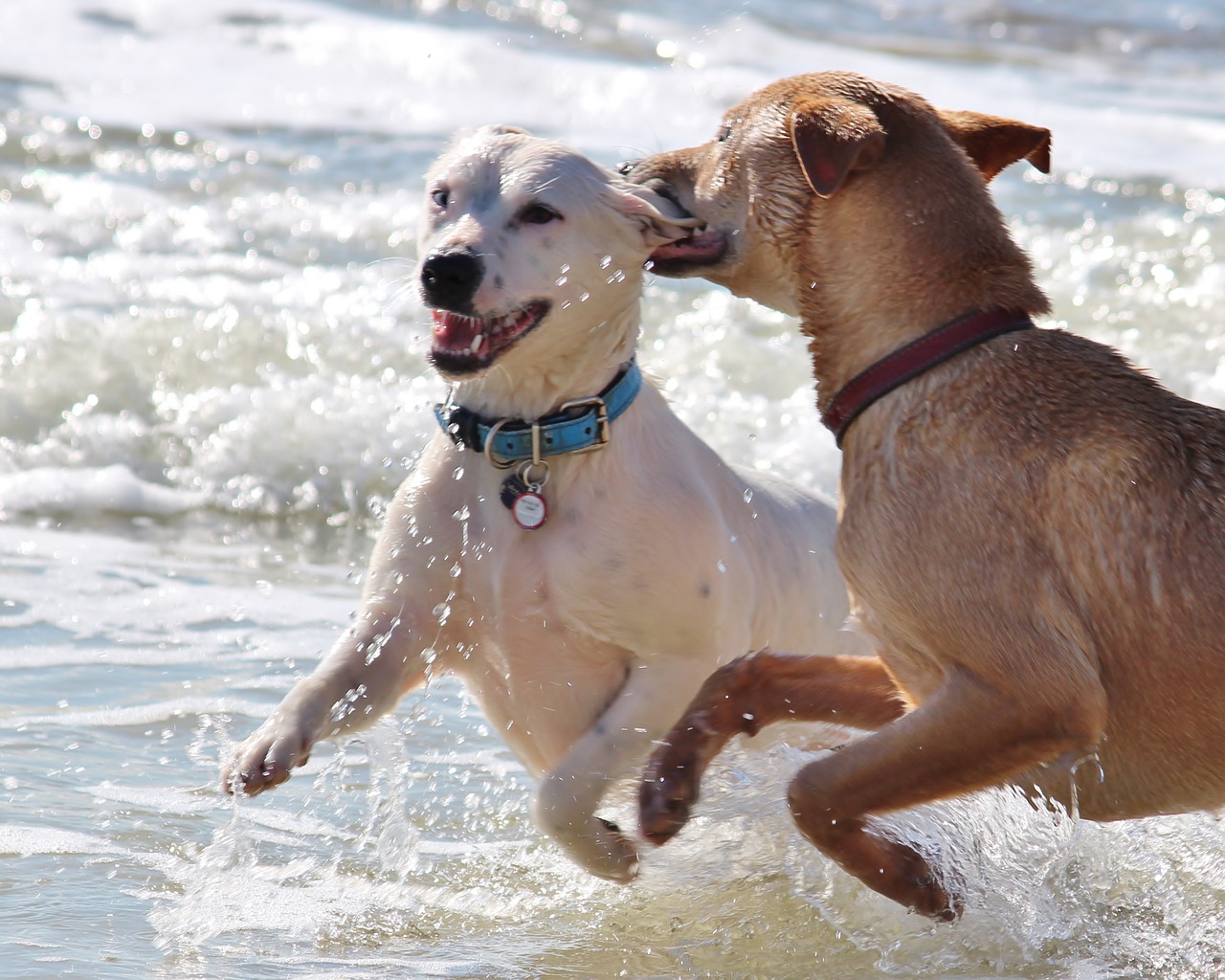 dogs romp play free photo