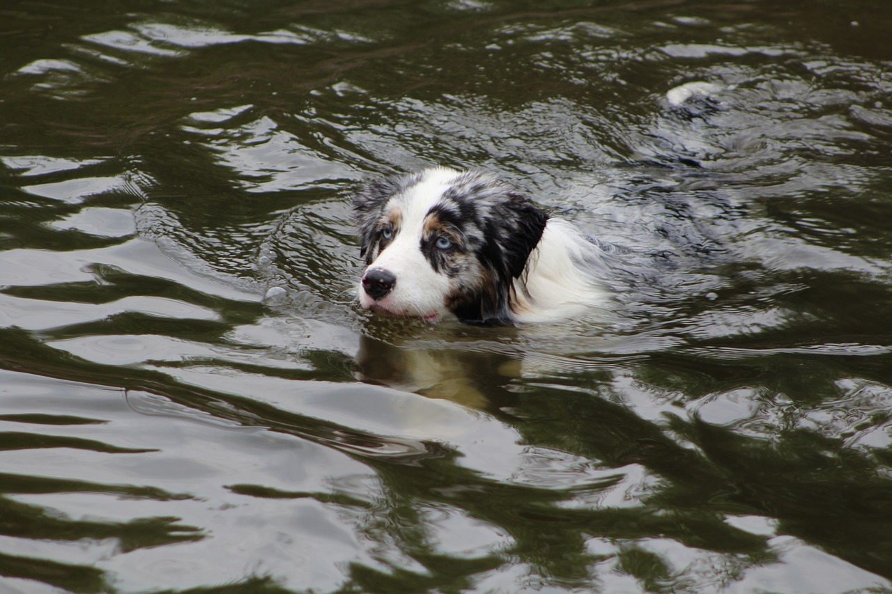 dogs dog in the water swim free photo