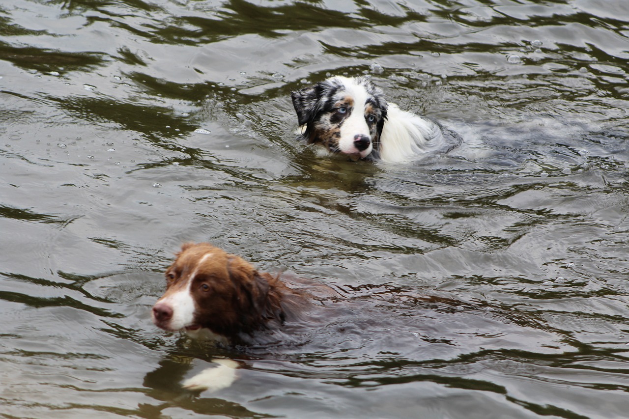 dogs dog in the water swim free photo