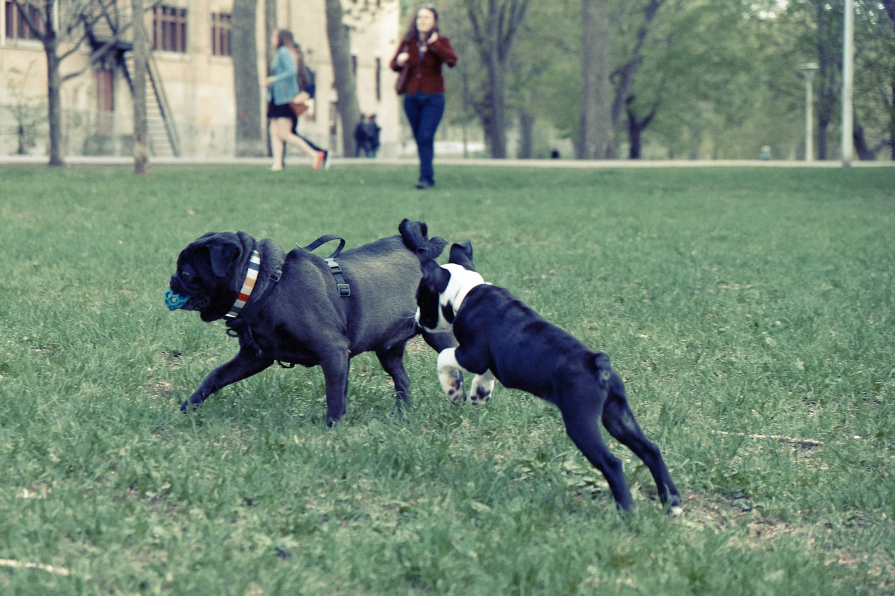 dogs playing park free photo