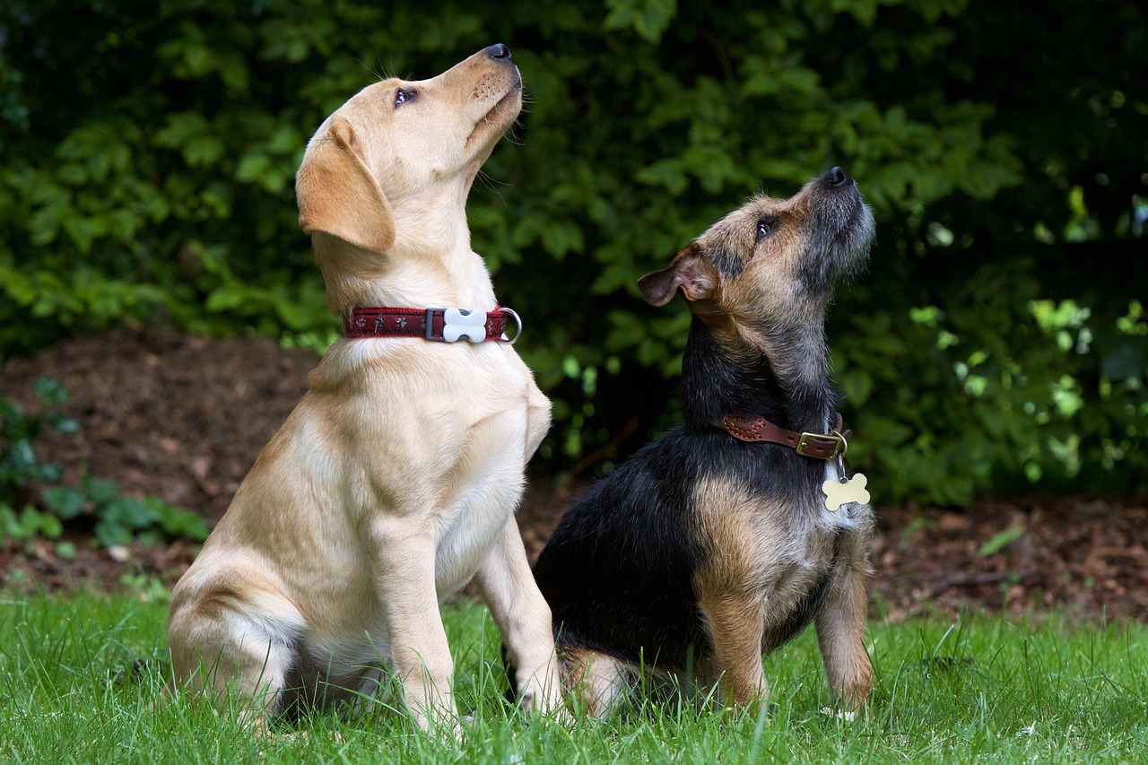 dogs sitting terrier free photo