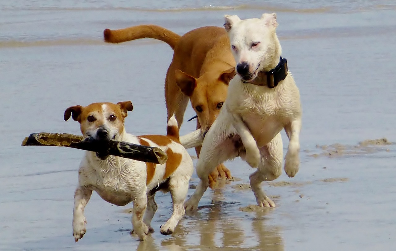 dogs beach play free photo