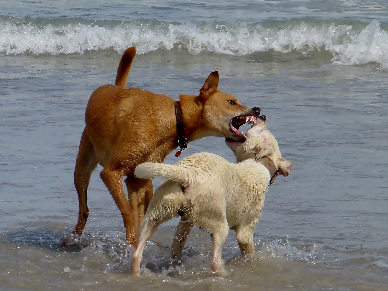 dogs beach play free photo