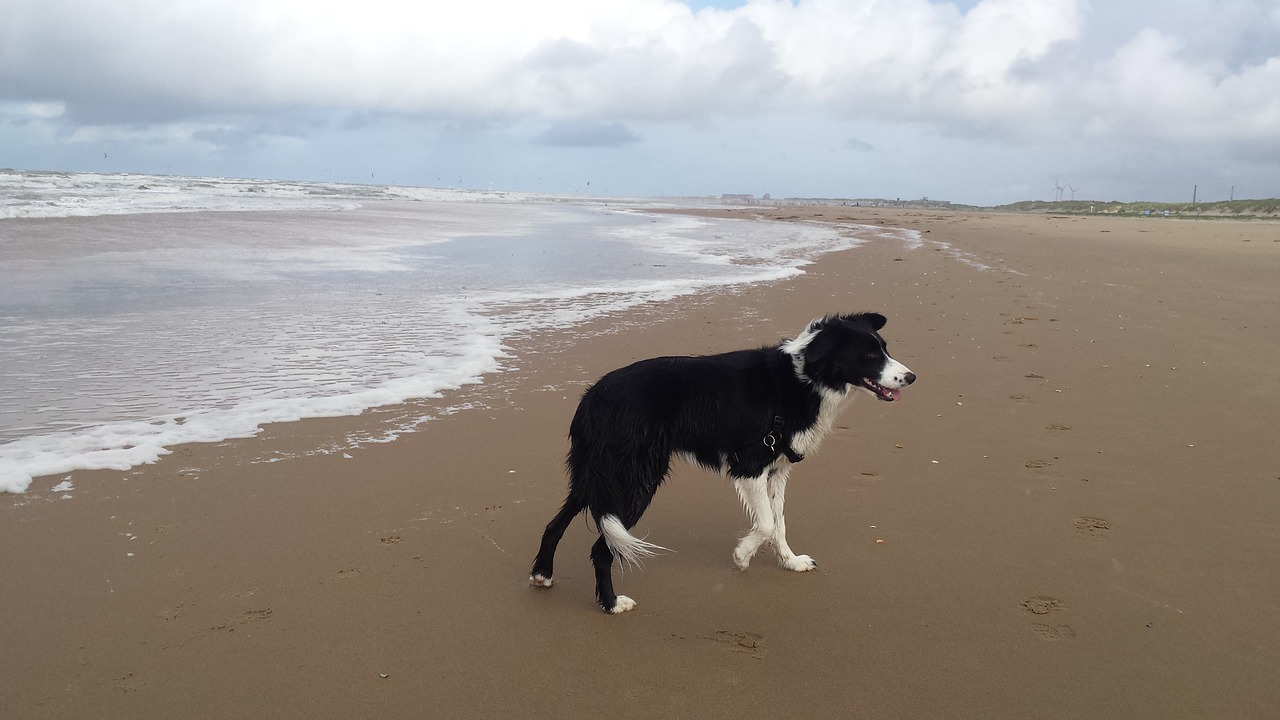 beach border collie dog free photo