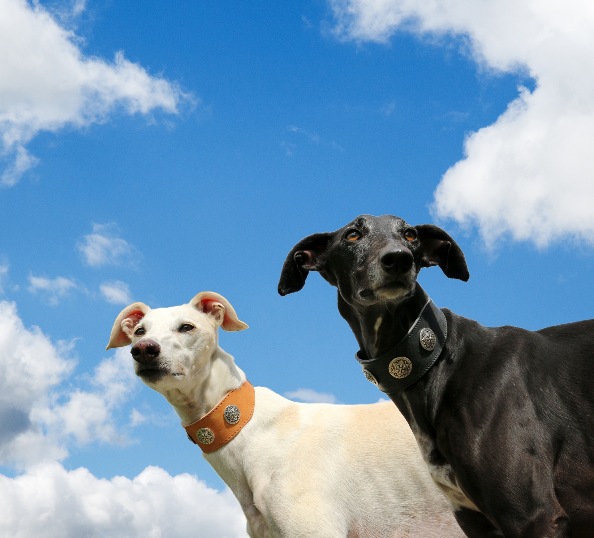 dog dogs greyhound free photo