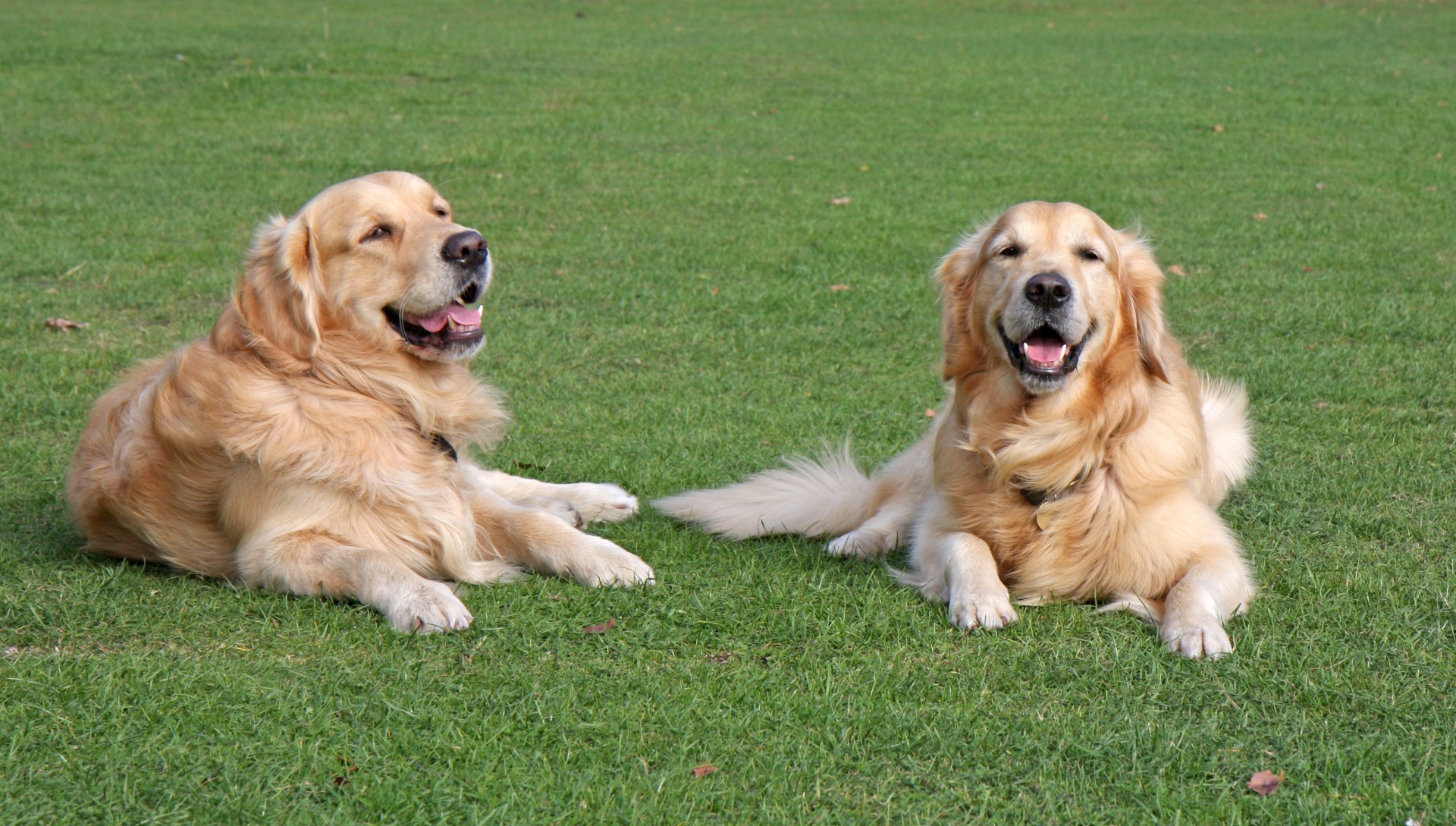 dog dogs golden retriever free photo