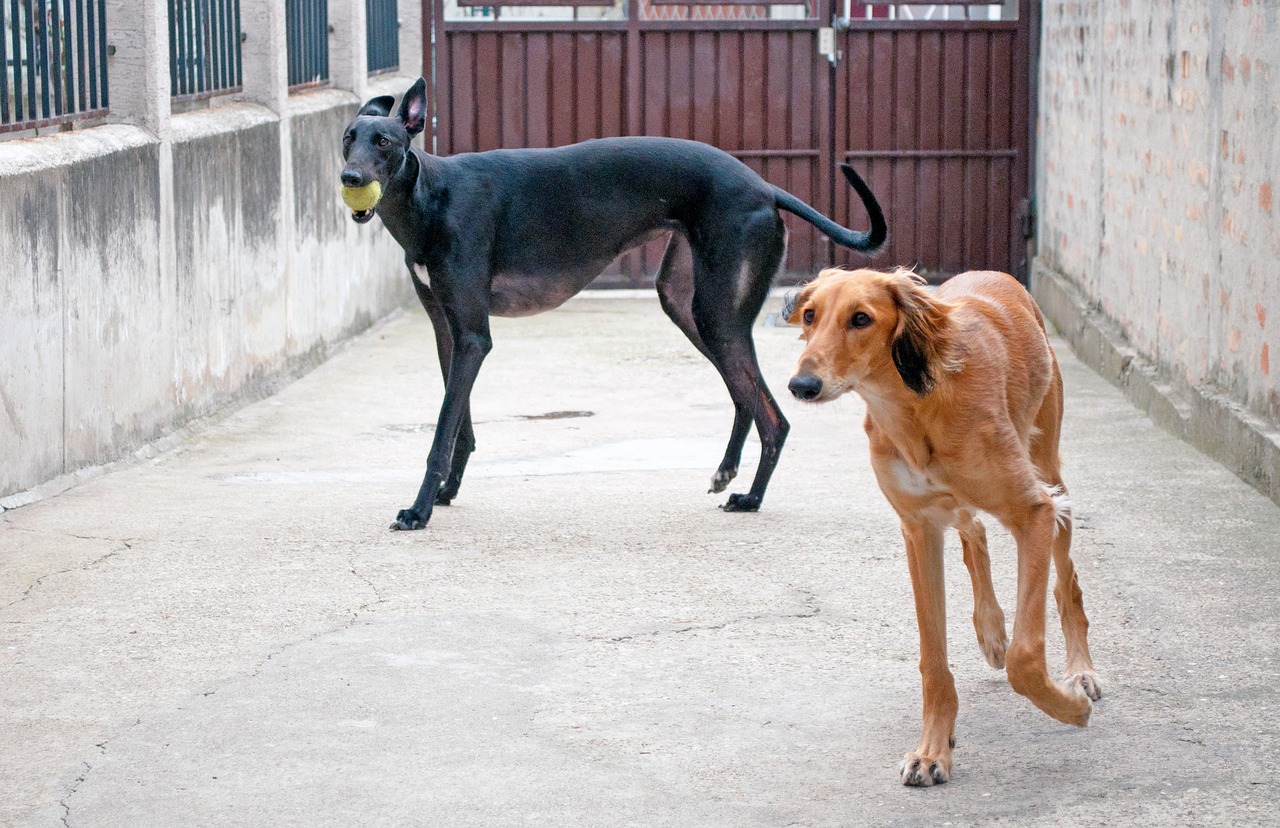dogs playing  saluki  persian greyhound free photo