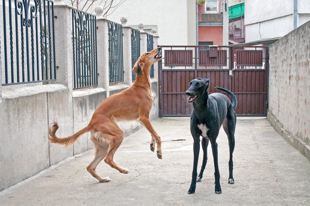 dogs playing  saluki  persian greyhound free photo