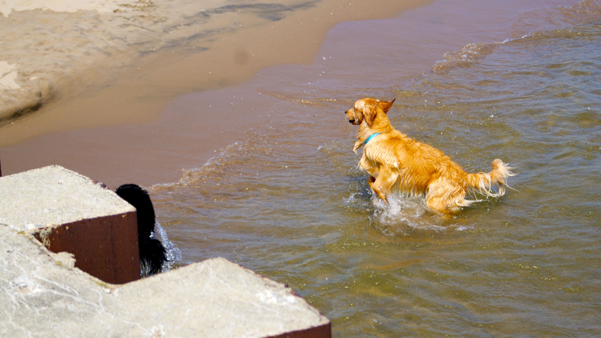 dogs playing beach free photo