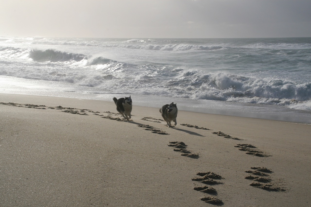 dogs running husky galician beach free photo