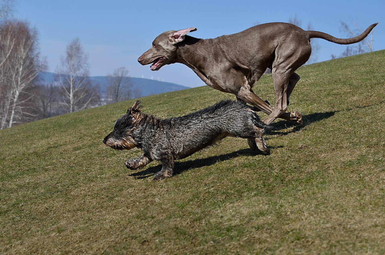 dogs running dachshund weimaraner free photo