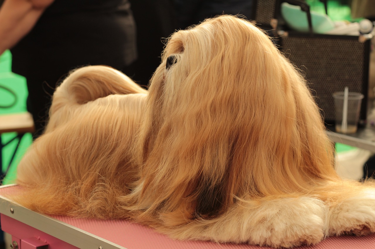 dogshow  lhasa apso  dog free photo