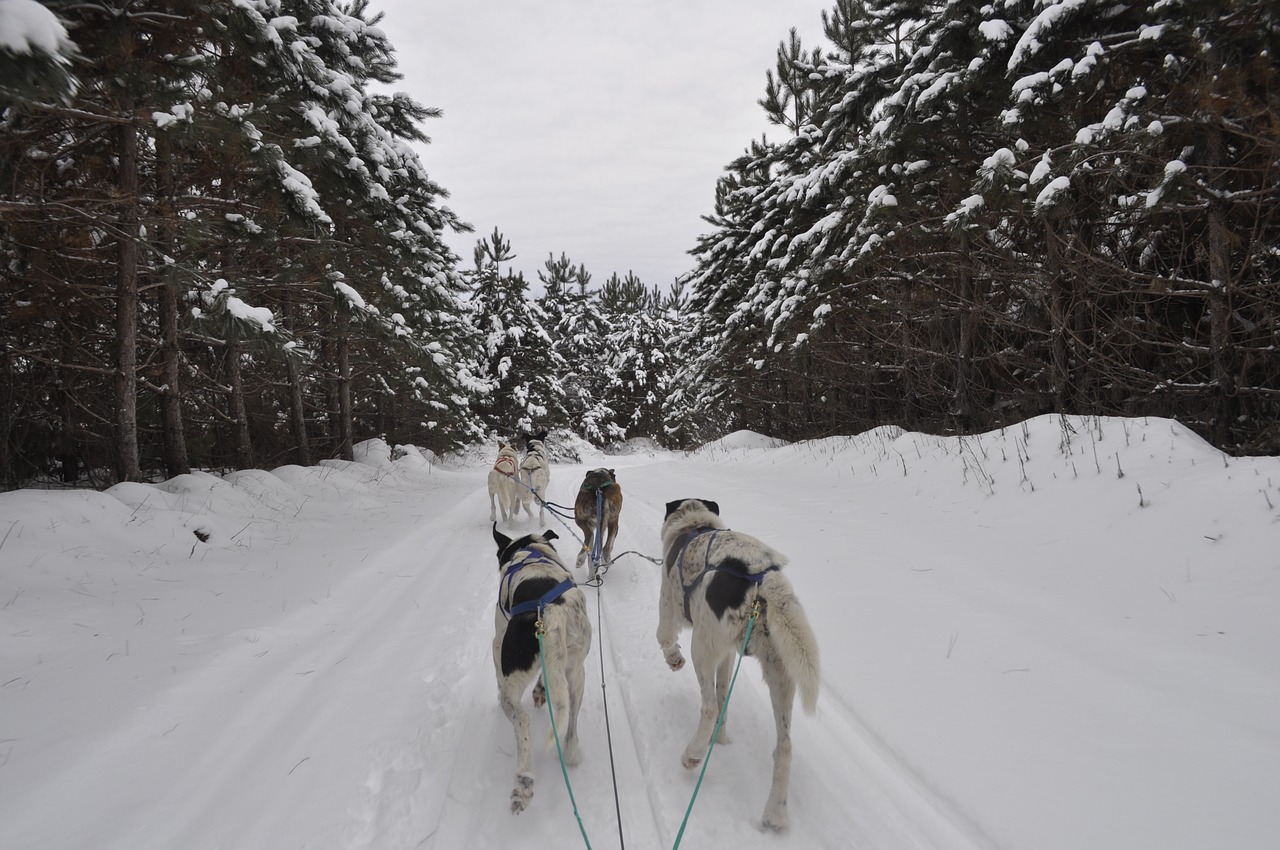 dogsled winter snow free photo