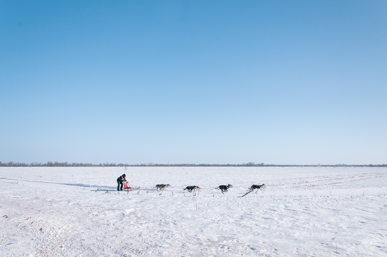 dogsled winter canine free photo