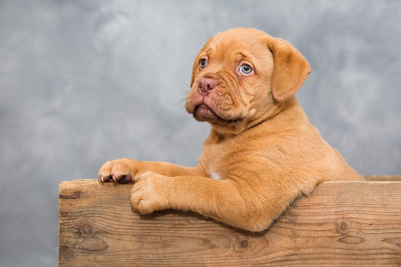 dogue de bordeaux puppy dog free photo