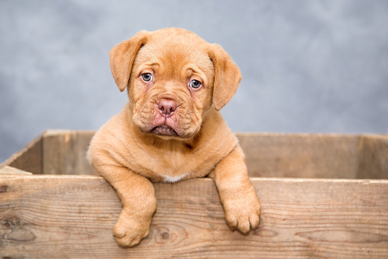 dogue de bordeaux puppy dogs free photo