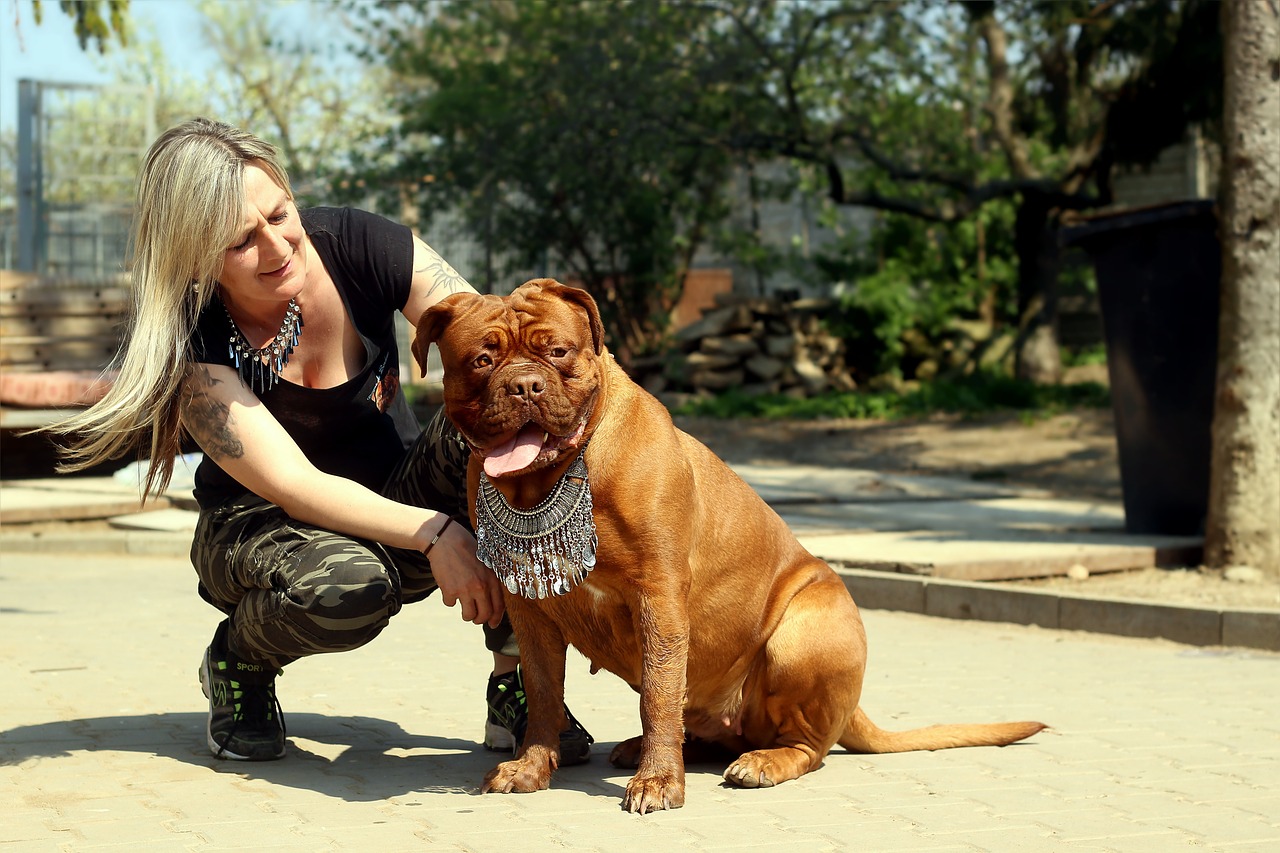 dogue de bordeaux barbara de bordeaux bordo free photo