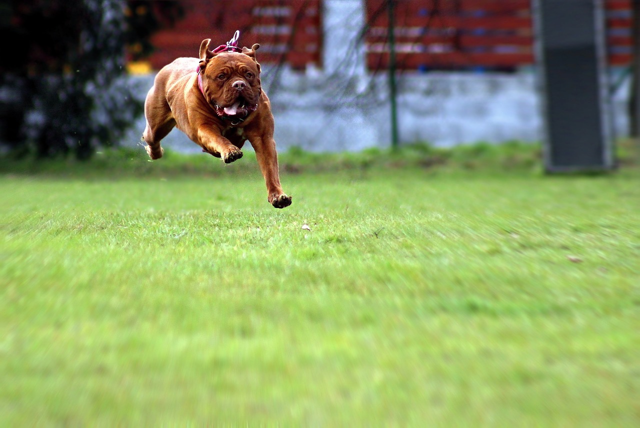 dogue de bordeaux dog mastiff free photo