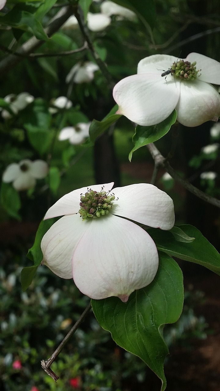 dogwood tree spring free photo