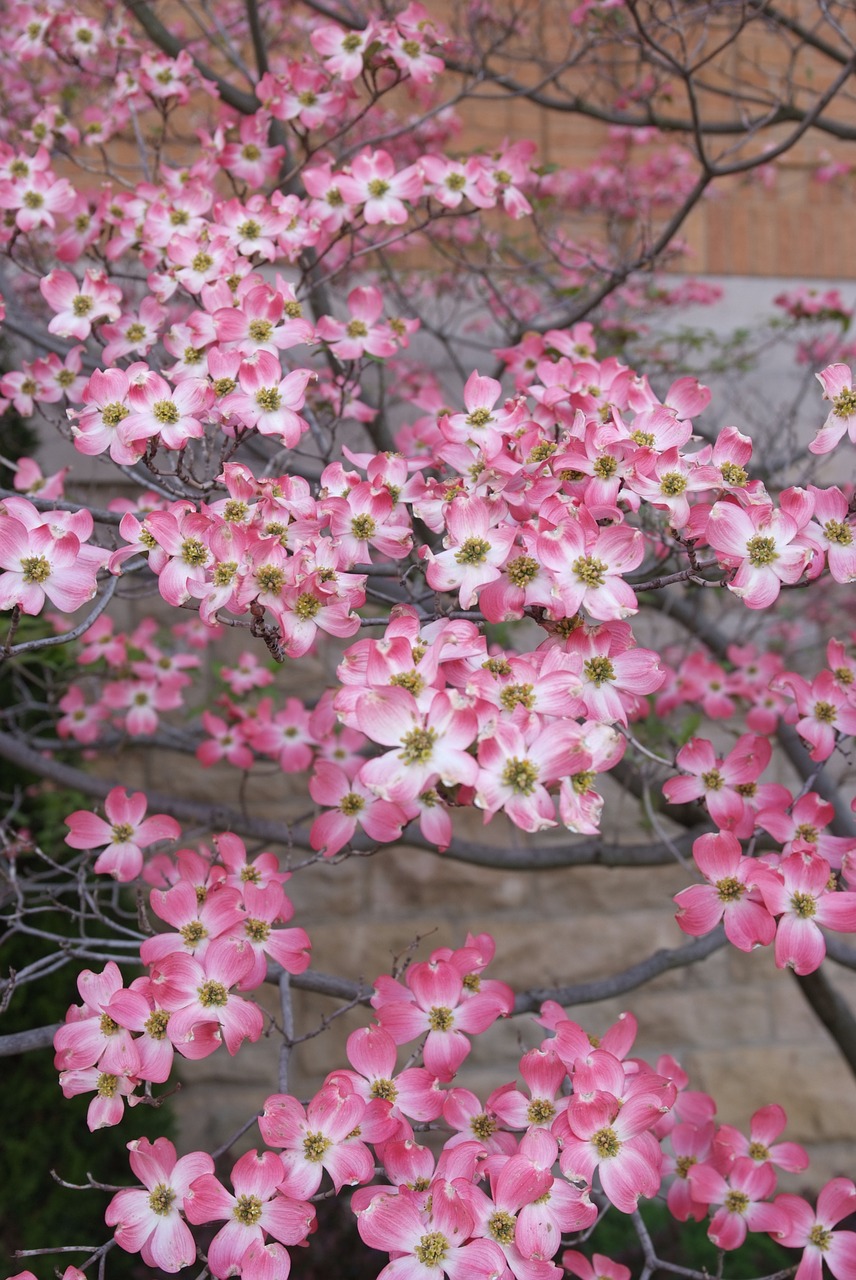 dogwood blossoms spring free photo