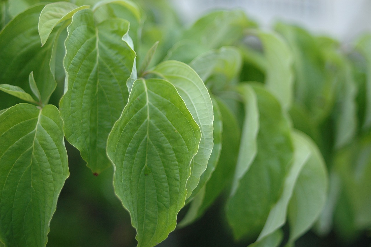 dogwood aoba plant free photo