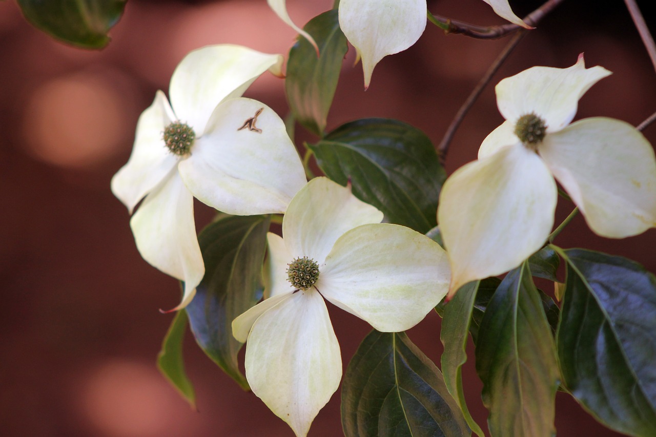 dogwood flower tree free photo