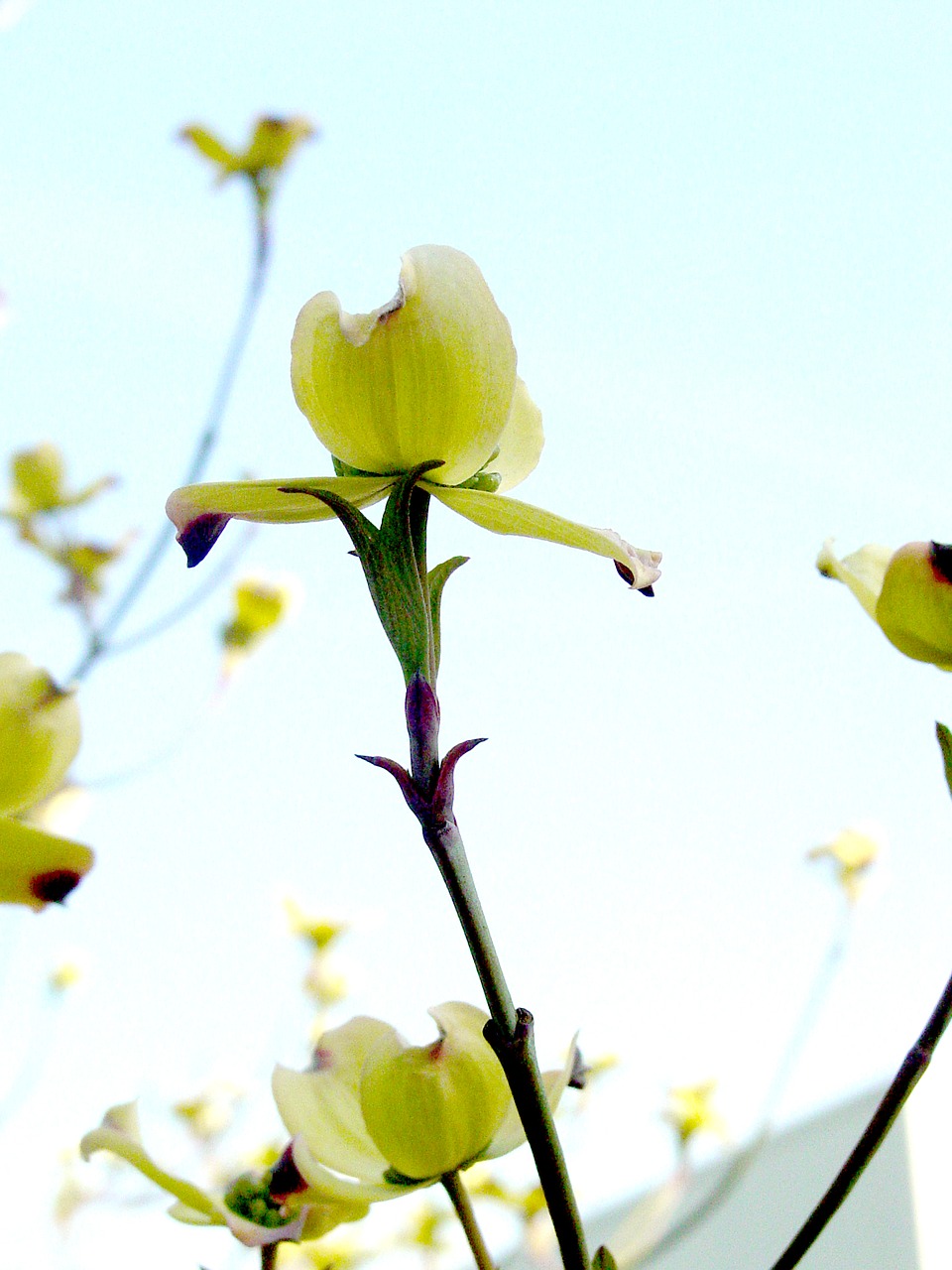 dogwood flower tree free photo