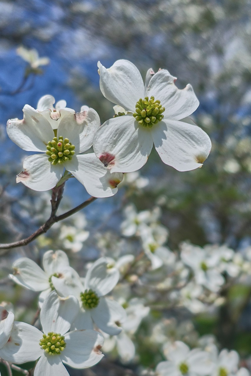 dogwood bloom tree free photo