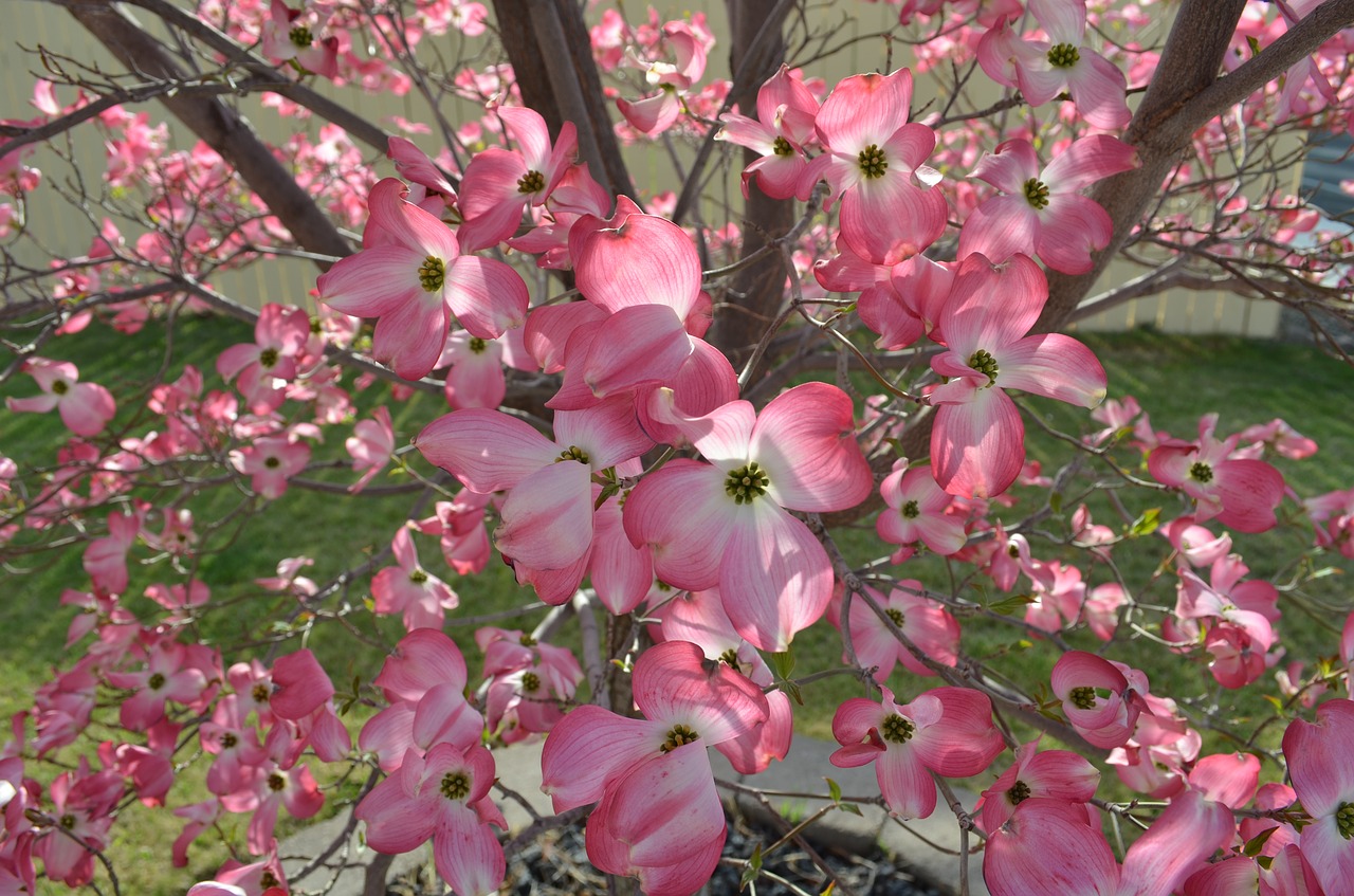 dogwood tree nature free photo