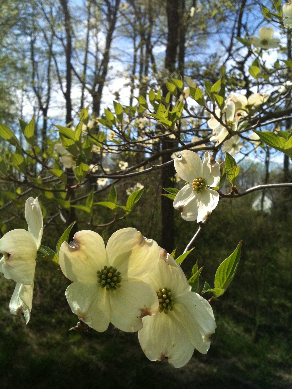 dogwood spring flower free photo