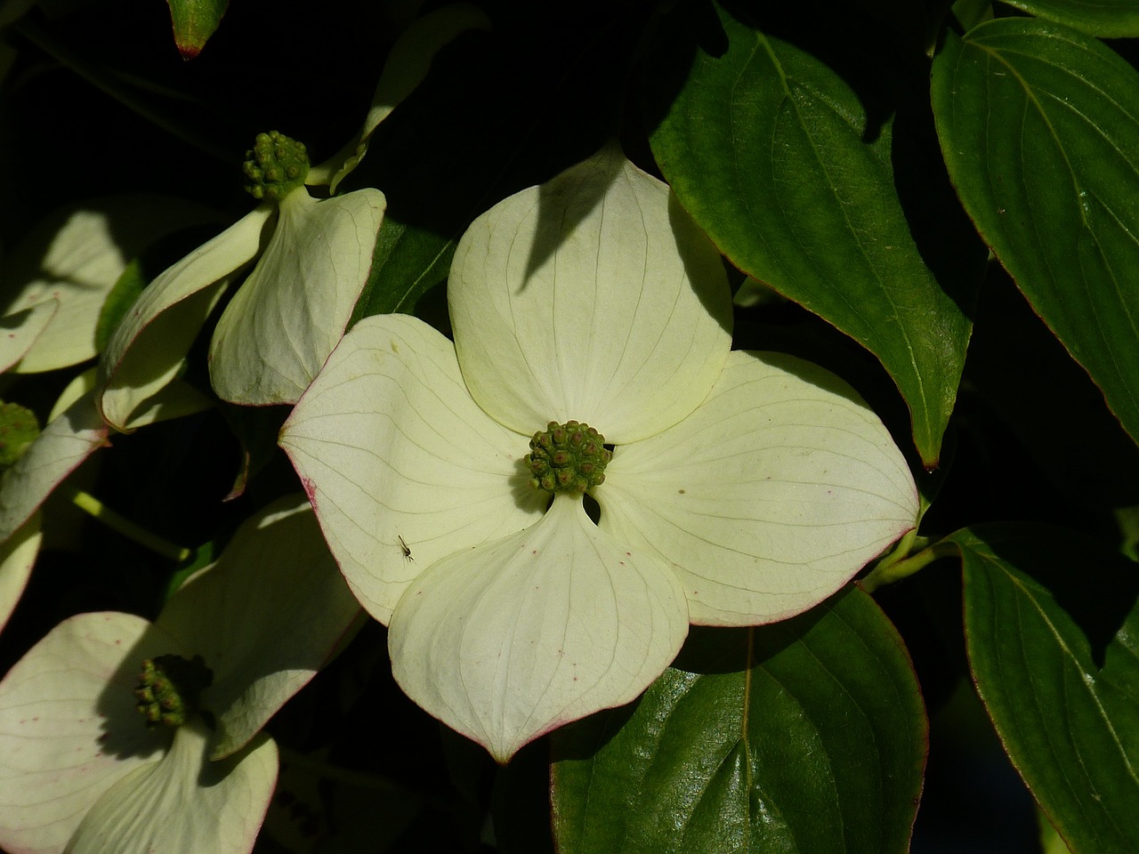 dogwood blossom bloom free photo