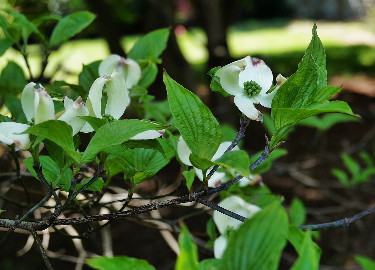 dogwood white flower white dogwood free photo