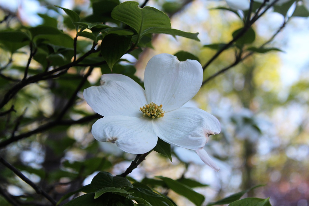 dogwood spring bloom free photo