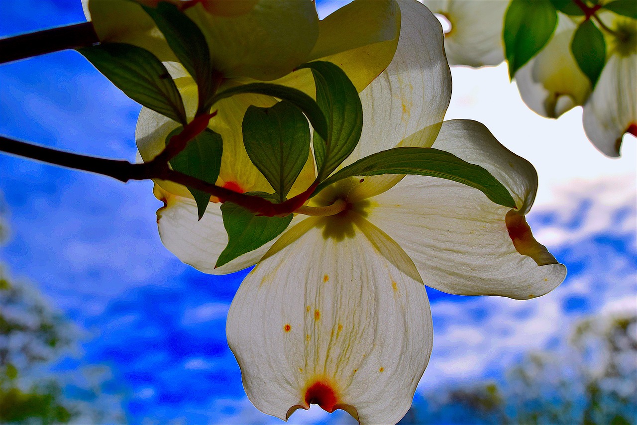 dogwood flower nature free photo