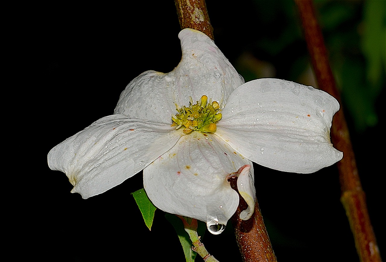 dogwood white dew drop free photo