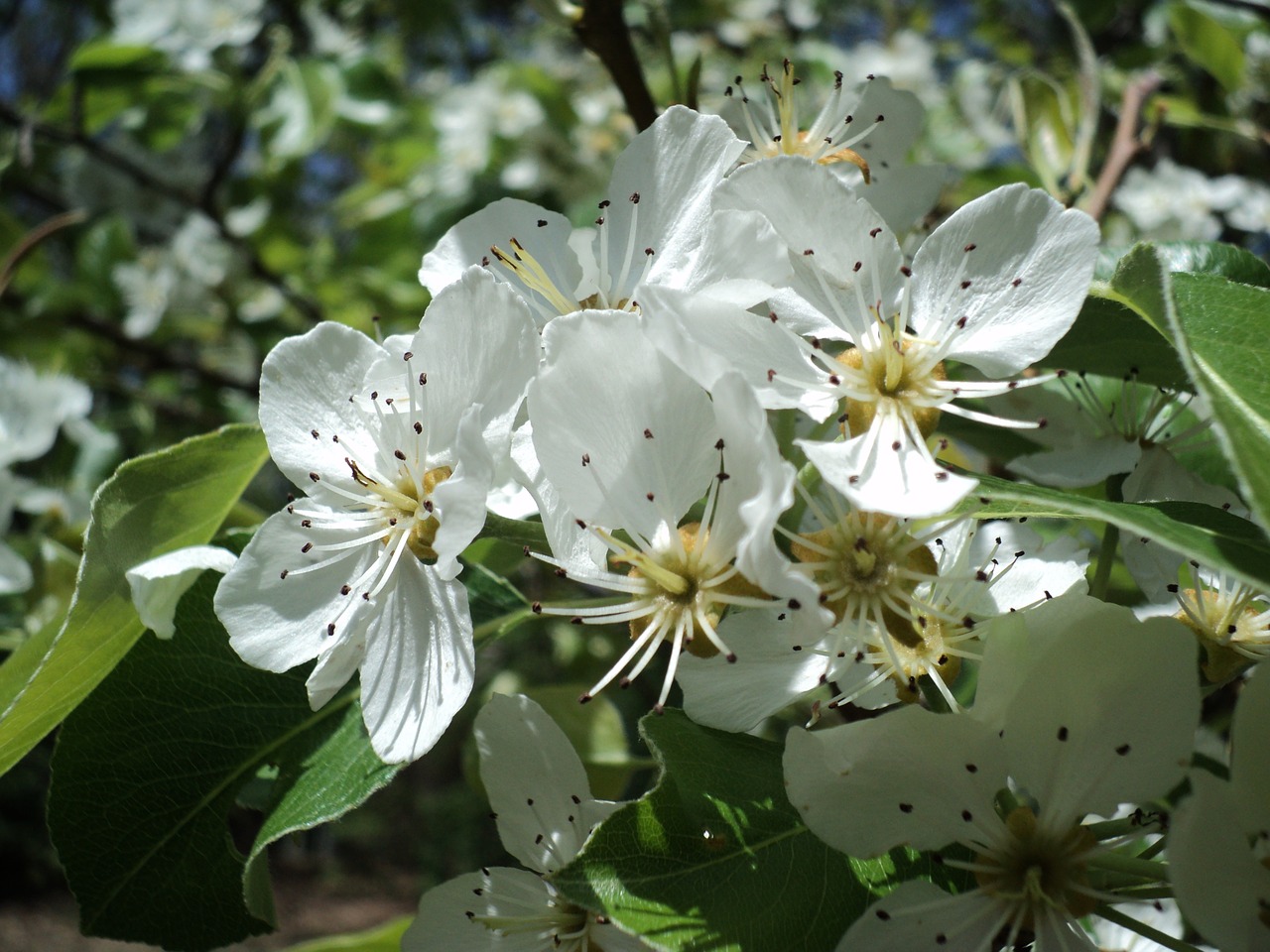 dogwood flowers spring free photo