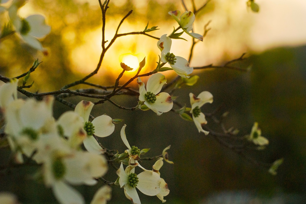 dogwood tree georgia free photo