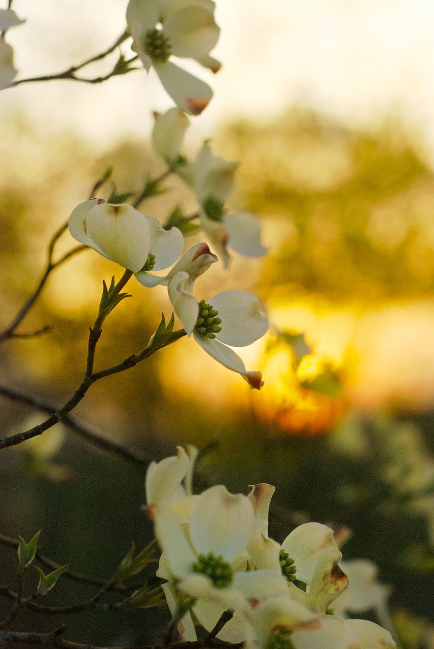 dogwood tree georgia free photo