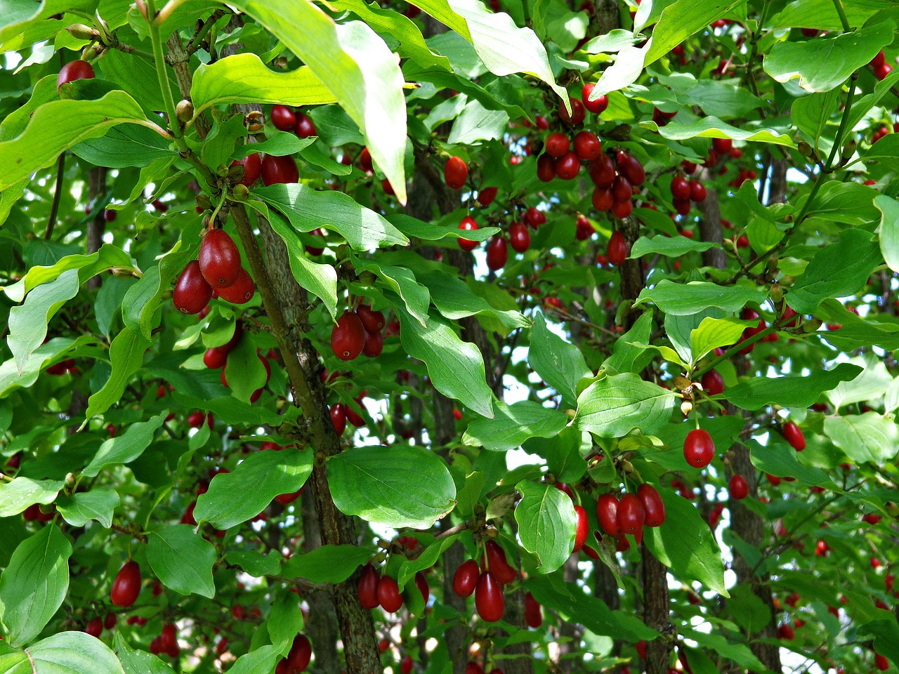 dogwood fruit tincture free photo
