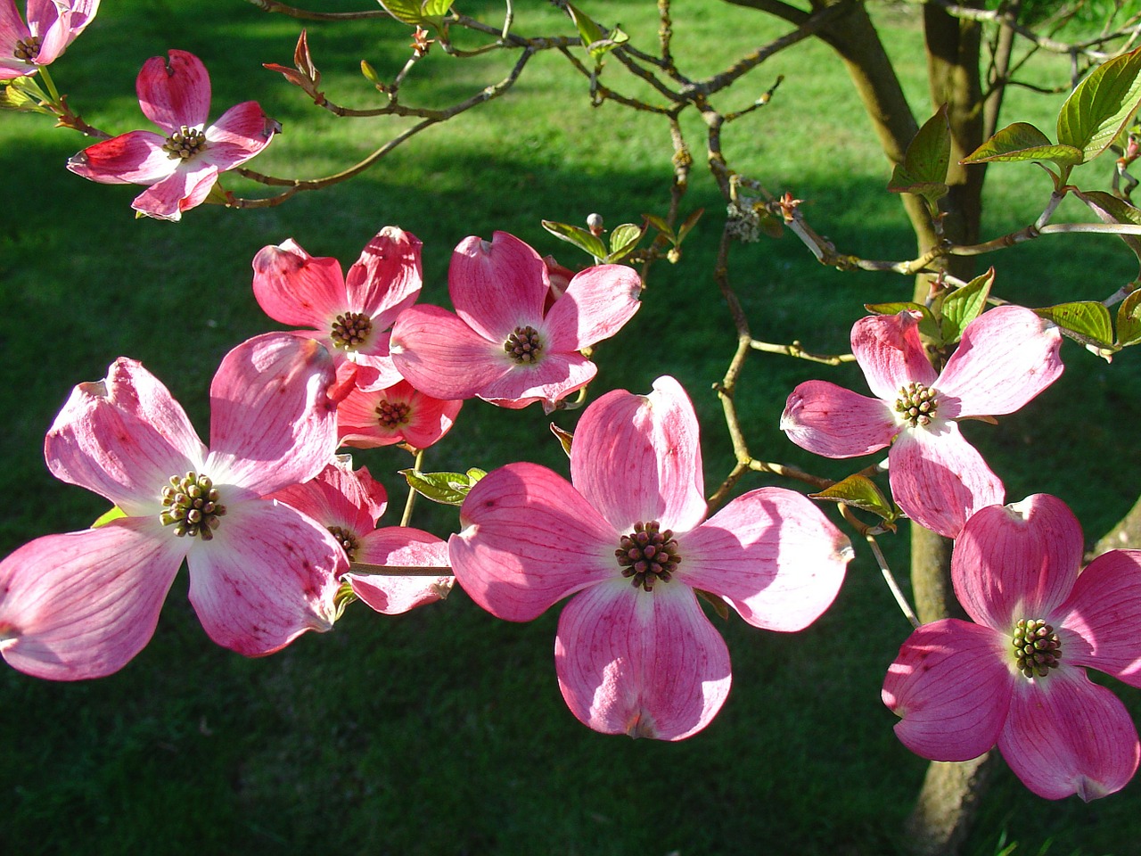 dogwood tree pink free photo