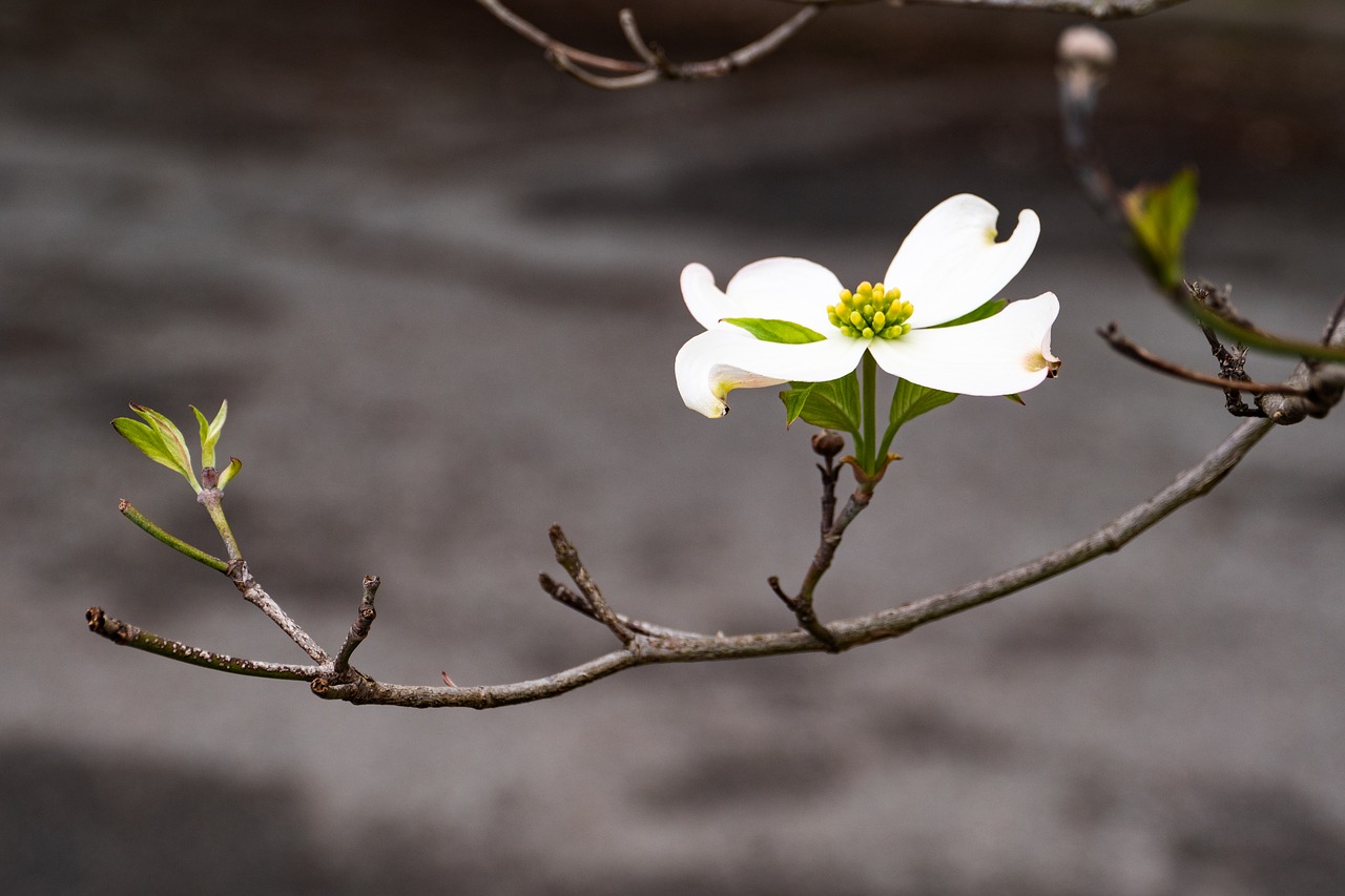dogwood  flower  blossom free photo