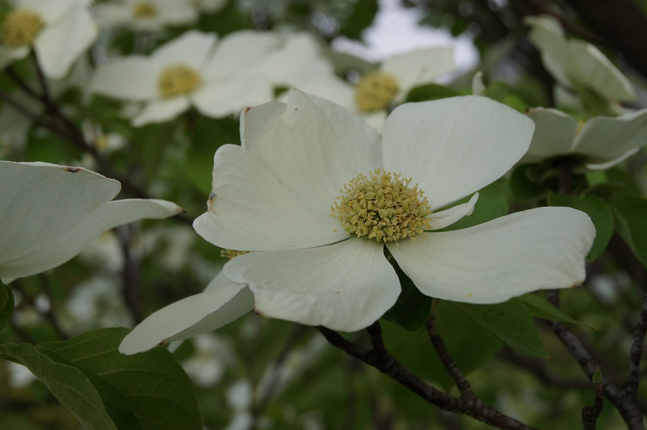 dogwood  blossom  bloom free photo