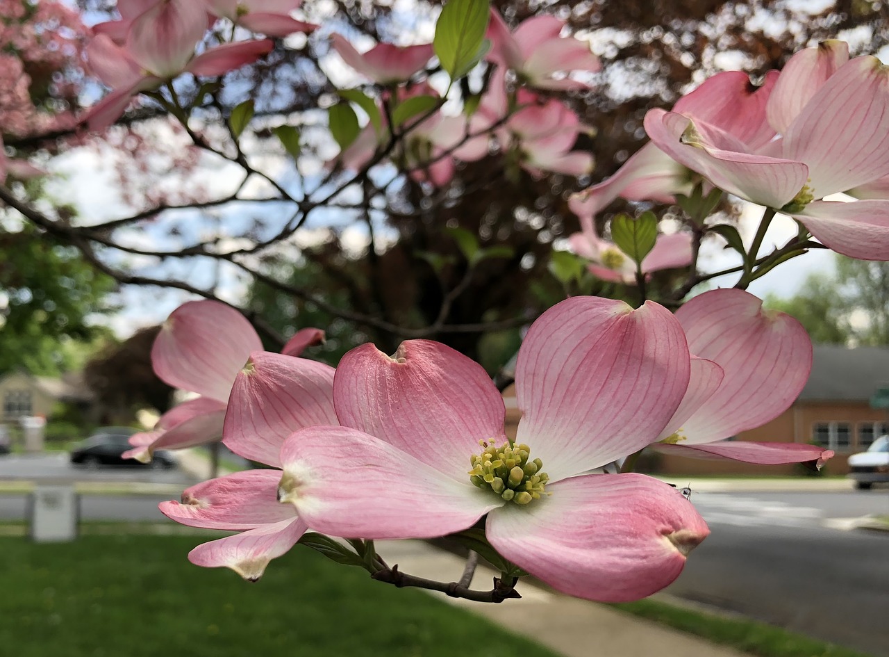 dogwood  spring  blossom free photo