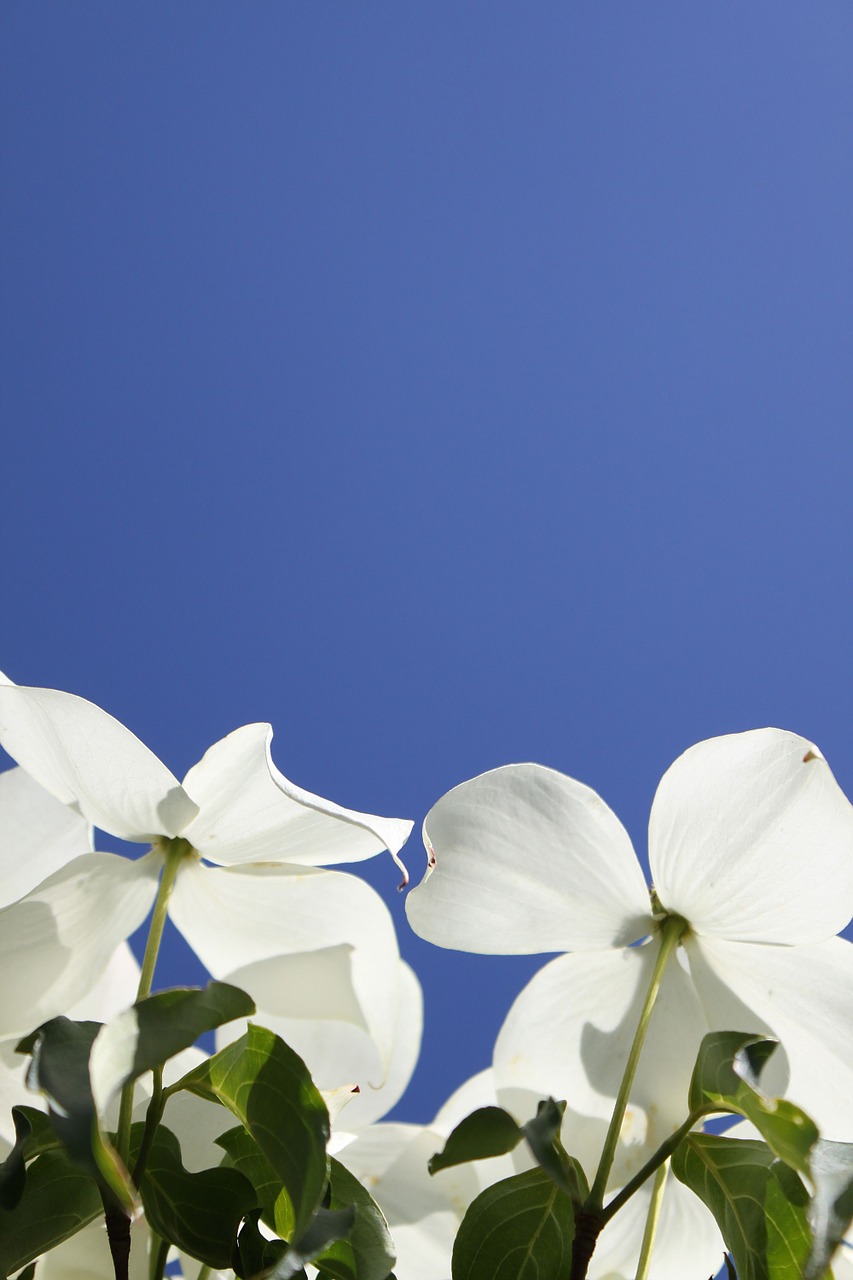 dogwood flowers blue sky free photo